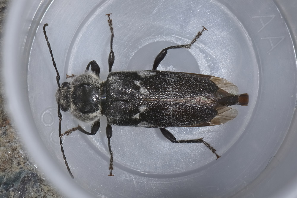 Hylotrupes bajulus con qualche problema?